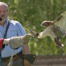 Foraging and flying, fishing and falconry